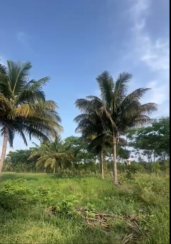 10 Acres 20 Guntas Farm Property – Nelamangala (Yellow Zone)